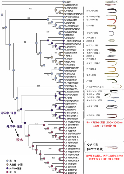 ウナギ目魚類 56 種のミトコンドリアゲノム全長配列を用いて推定された最尤系統樹
