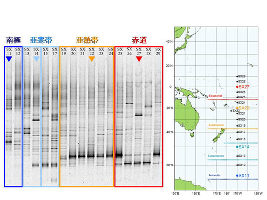 16SrRNA遺伝子フィンガープリント法による南太平洋微生物群集の多様性変動パターン