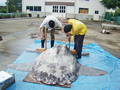 大槌近海で採集されたマンボウの計測<br />［2008 年7 月，国際沿岸海洋研究センター］ Photo03