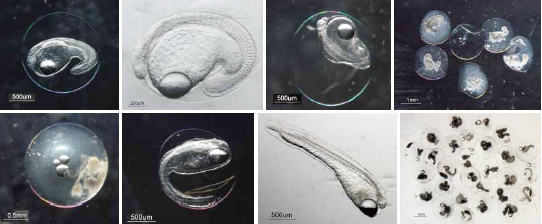 Rapid Progress In Spawning Ecology Research On Freshwater Eels 