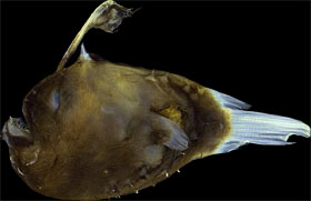 3d Ct深海生物 チョウチンアンコウの一種