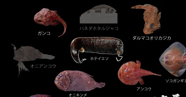 3D-CT深海生物クリッカブルマップ ガンコ, ダルマコオリカジカ, ホテイエソ, ソコガンギエイ, オニキンメ, アンコウ