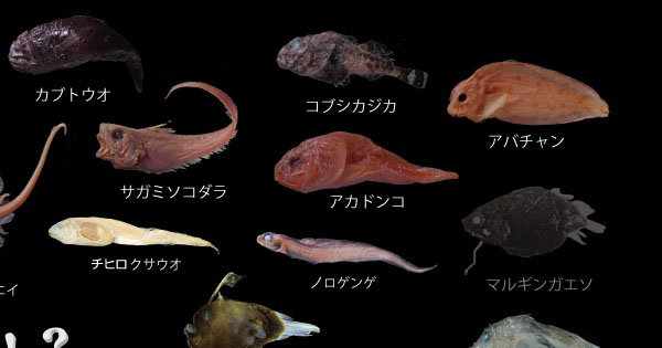 3D-CT深海生物クリッカブルマップ カブトウオ, コブシカジカ, アバチャン, サガミソコダラ, アカドンコ, チヒロクサウオ, ノロゲンゲ, チョウチンアンコウ, キアンコウ