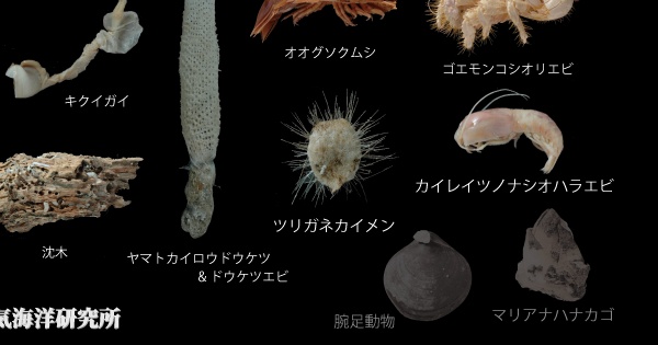 3D-CT深海生物クリッカブルマップ キクイガイ, ヤマトカイロウドウケツ, オオグソクムシ, ゴエモンコシオリエビ, 沈木, ツリガネカイメン, カイレイツノナシオハラエビ