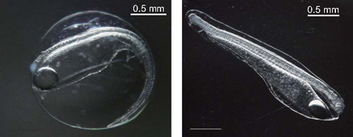 世界初　天然ウナギ卵を発見