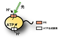 学術ニュース&研究トピックス