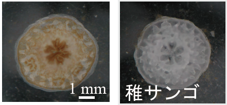 学術ニュース&研究トピックス