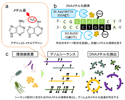 学術ニュース&研究トピックス