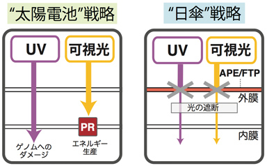 学術ニュース&研究トピックス