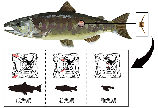 学術ニュース&研究トピックス