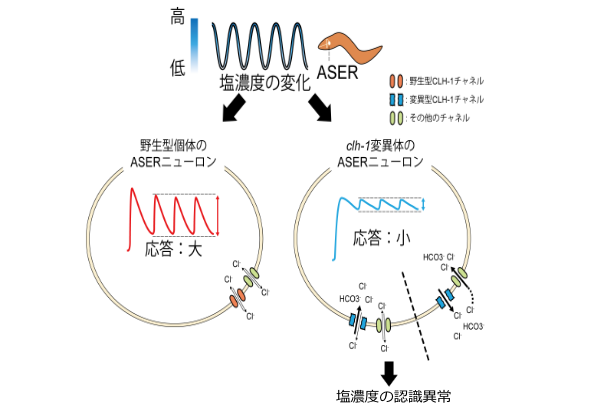 学術ニュース&研究トピックス