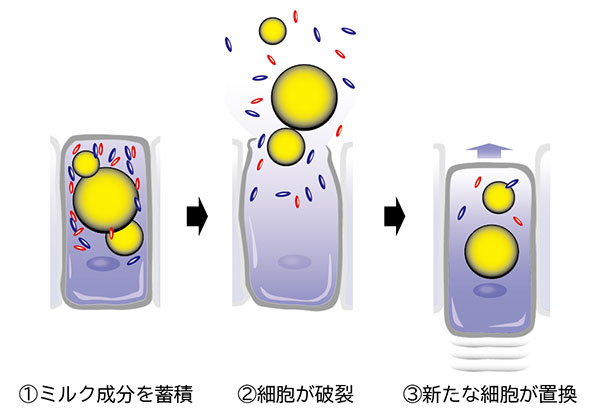 学術ニュース&研究トピックス