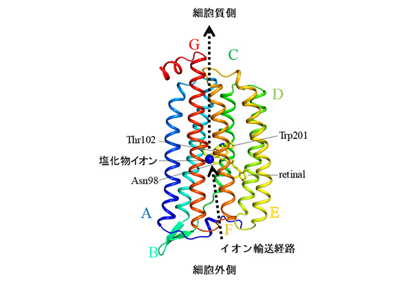 学術ニュース&研究トピックス