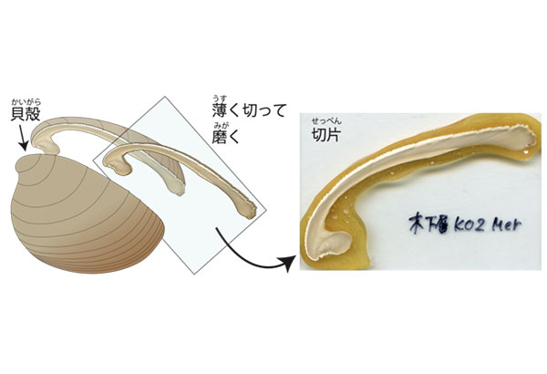 学術ニュース&研究トピックス