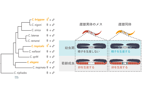学術ニュース&研究トピックス