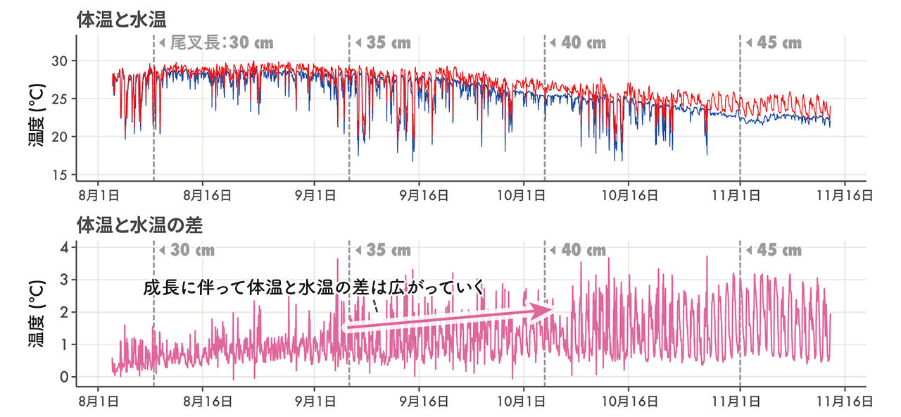 クロマグロの若魚期初期における高い産熱能力が体温形成に寄与していることを発見
