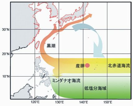 ニホンウナギの産卵場と分布、および西部亜熱帯循環