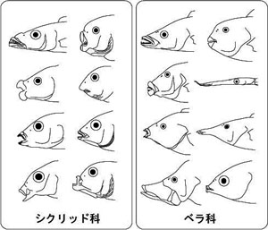 シクリッド科とベラ科に見られる多様な頭部形態