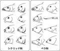 学術ニュース&研究トピックス