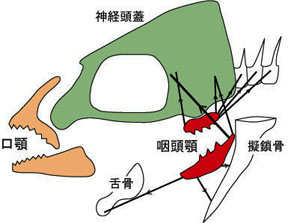 特殊な咽頭顎器官の模式図