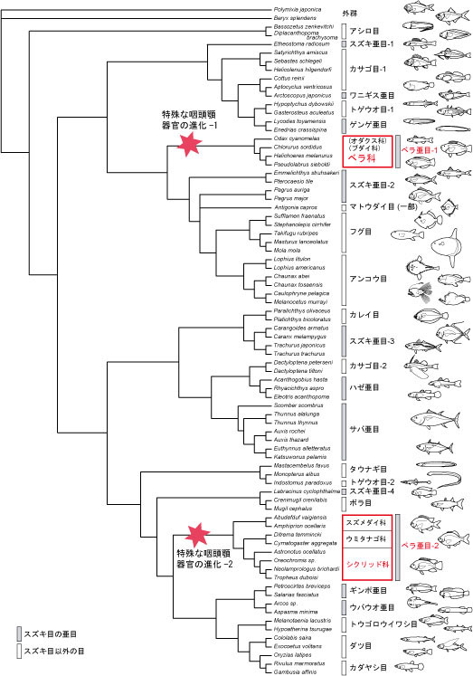 ミトコンドリア DNA の全塩基配列に基づくベラ亜目魚類の系統関係