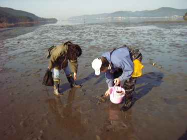 宮城県万石浦での調査風景