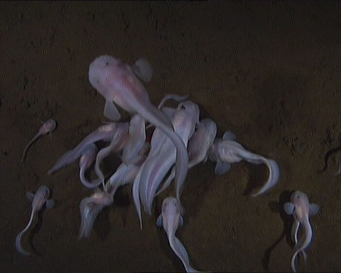 図１.日本海溝の水深７７０３メートルの深海で、エサに群がる魚