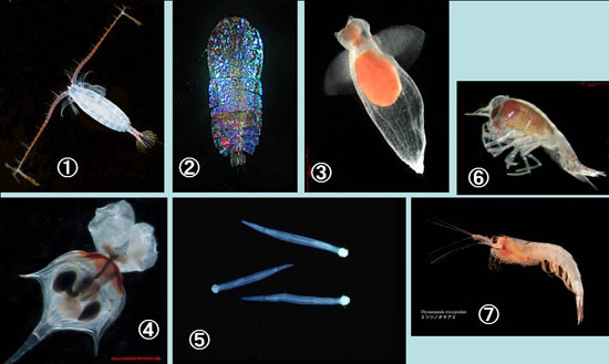 約7,000種が知られている動物プランクトンのごく一部の面々