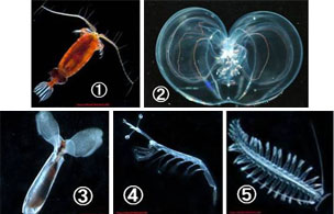 サルガッソ海で採集された動物プランクトンのほんの一部