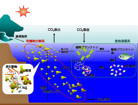 海洋生態系における微生物群集の役割