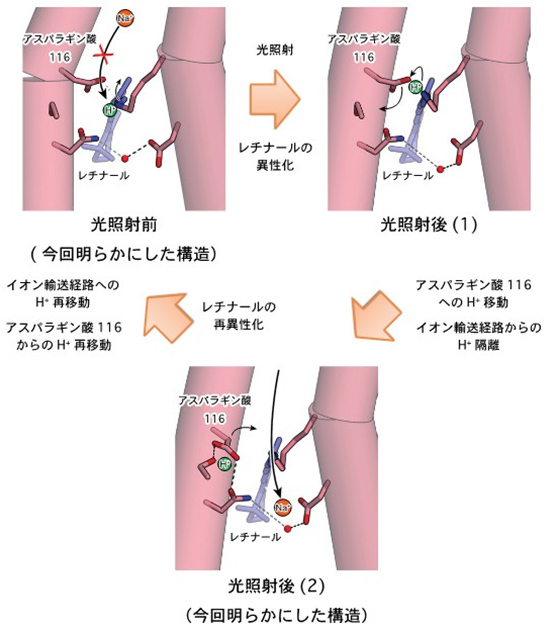 学術ニュース&研究トピックス