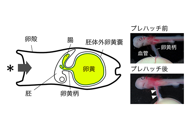 学術ニュース&研究トピックス