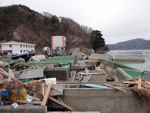 屋外水槽周辺もがれきの山、左奥の研究員用宿舎はすべて冠水した。